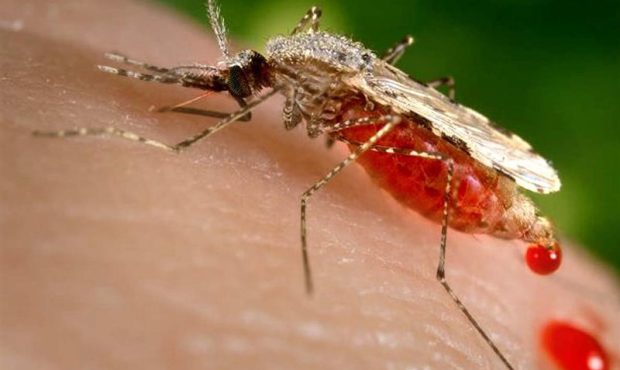 ابتلای بیش از ۱۵۲ نفر در کشور به تب دنگی/ اسامی شهرهای آلوده ابتلای بیش از ۱۵۲ نفر در کشور به تب دنگی/ اسامی شهرهای آلوده