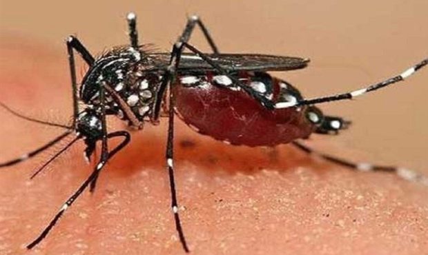 احتمال ابتلای دوباره به “تب دنگی”/ مصرف این داروها ممنوع است احتمال ابتلای دوباره به “تب دنگی”/ مصرف این داروها ممنوع است