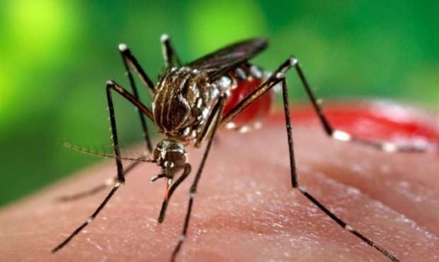 کاسبی با پشه آئدس؛ پای بلاگرها به ماجرای تب دنگی باز شد! کاسبی با پشه آئدس؛ پای بلاگرها به ماجرای تب دنگی باز شد!